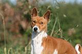 BASENJI 072